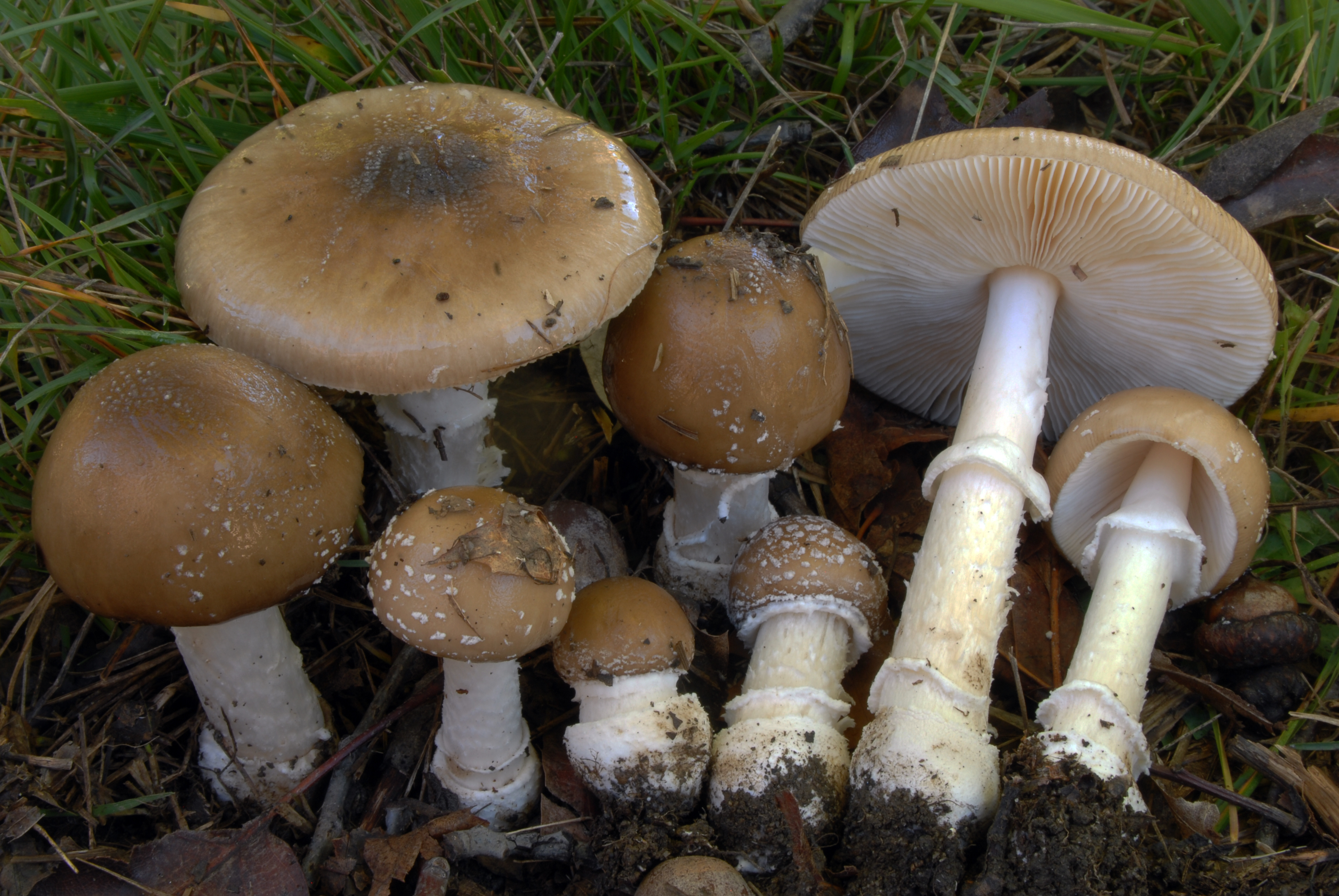 Foto Amanita pantherina